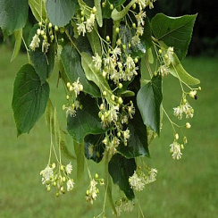 Липа мелколистная (Tilia cordata (2))
