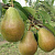 Груша обыкновенная 'Просто Мария' (Pyrus communis 'Просто Мария')