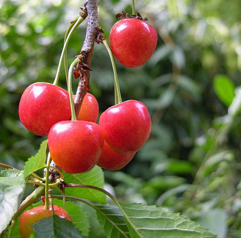 chereshnya-fatezh-prunus-avium-myakot-sochnaya-sladkaya