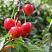 chereshnya-fatezh-prunus-avium-myakot-sochnaya-sladkaya