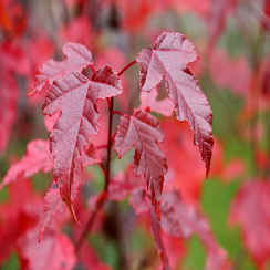 Клен Гиннала (Acer ginnala)