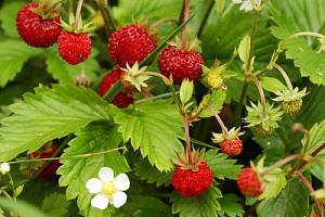 Земляника в сортах (Fragaria в сортах)