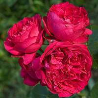 Роза 'Ред Эден Роуз' (Rose 'Red Eden Rose')