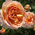 Роза 'Абрахам Дерби' (Rose 'Abraham Darby')