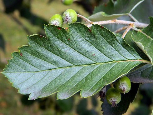 ryabina-promezhutochnaya-sorbus-intermedia-list