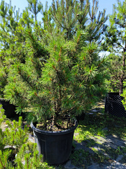 Сосна мелкоцветная 'Бонни Бергман' (Pinus parviflora 'Bonnie Bergman')