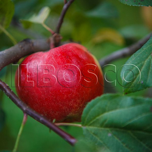 yablonya-domashnyaya-venyaminovskoe-malus-domestica-plod.jpg