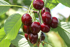 Черешня 'Овстуженка' (Prunus avium 'Овстуженка')