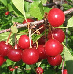 Вишня степная 'Пламенная' (Cerasus fruticosa 'Пламенная')