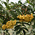 Рябина арнольда 'Саншайн' (Sorbus arnolda 'Sunshine')
