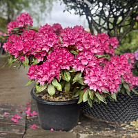 Рододендрон 'Констанция' (Rhododendron 'Constanze')