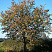 ryabina-promezhutochnaya-sorbus-intermedia-derevo