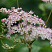 labaznik-purpurnyj-ehlegans-filipendula-purpurea-elegans-socvetie