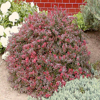 Барбарис Тунберга 'Атропурпуреа Нана' (Berberis thunbergii 'Atropurpurea Nana')