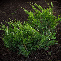 Можжевельник пфицериана 'Минт Джулеп' (Juniperus pfitzeriana 'Mint Julep')