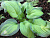 Хоста 'Авокадо' (Hosta 'Avocado')