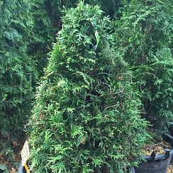 Туя западная 'Столвик' (Thuja occidentalis 'Stolwijk')