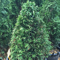 Туя западная 'Столвик' (Thuja occidentalis 'Stolwijk')