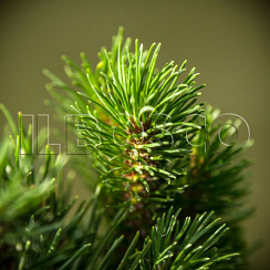 Сосна горная вар. пумилио (Pinus mugo var. pumilio)