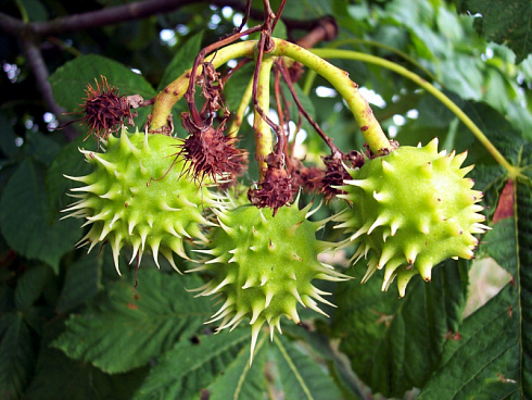 kashtan-konskij-aesculus-hippocastanum-plody
