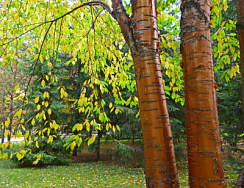 Черемуха маака 'Амбер Бьюти' (Prunus maackii 'Amber Beauty')