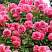 roza-pletistaya-rozarium-yutersen-rosa-rosarium-uetersen-butony-krupnye-mahrovye