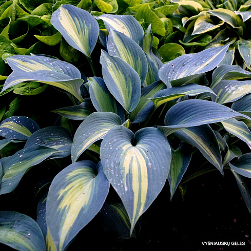Хоста 'Grand Marquee' (Hosta 'Grand Marquee')