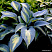Хоста 'Grand Marquee' (Hosta 'Grand Marquee')