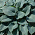 Хоста 'Мармелад Он Тост' (Hosta 'Marmalade on Toast')