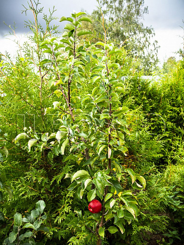 yablonya-domashnyaya-mantet-malus-domestica-derevo.jpg