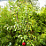 yablonya-domashnyaya-mantet-malus-domestica-derevo.jpg