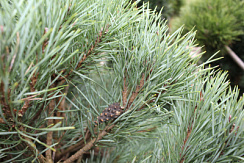 Сосна обыкновенная 'Ватерери' (Pinus sylvestris 'Watereri')