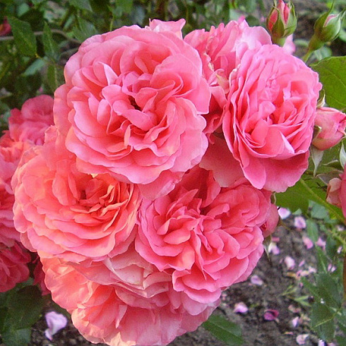 roza-pletistaya-rozarium-yutersen-rosa-rosarium-uetersen-obladayut-nezhnym-svezhim-legkim-aromatom