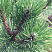 sosna-chernaya-pinus-nigra-hvoya