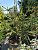 Ель обыкновенная 'Виргата' (Picea abies 'Virgata')