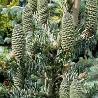 Пихта корейская 'Сильвер Стар' (Abies koreana 'Silver Star')