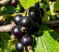Смородина черная 'Катюша' (Ribes nigrum 'Катюша')