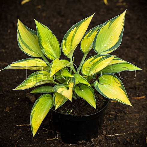 hosta-tardiana-dzhun-hosta-tardiana-june-rastenie-v-gorshke.jpg