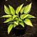 hosta-tardiana-dzhun-hosta-tardiana-june-rastenie-v-gorshke.jpg