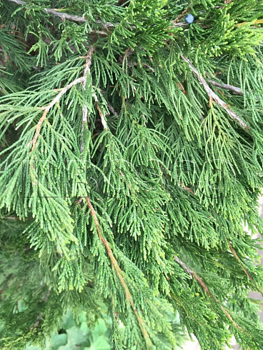 mozhzhevelnik-kitajskij-spartan-juniperus-chinensis-spartan-vetv