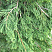 mozhzhevelnik-kitajskij-spartan-juniperus-chinensis-spartan-vetv