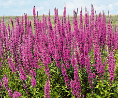 Дербенник иволистный 'Роберт' (Lythrum salicaria 'Robert')