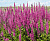 Дербенник иволистный 'Роберт' (Lythrum salicaria 'Robert')