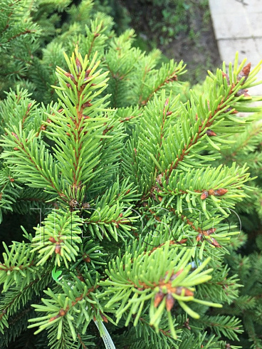 el-obyknovennaya-remontii-picea-abies-remontii-vetv