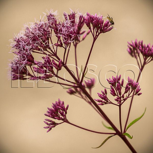 poskonnik-atropurpureum-eupatorium-atropurpureum-cvetok.jpg