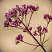 poskonnik-atropurpureum-eupatorium-atropurpureum-cvetok.jpg