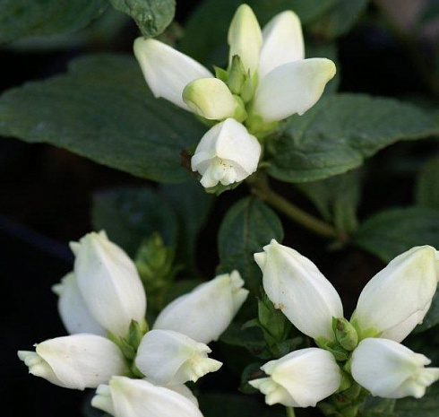 Хелоне косая 'Alba' (Chelone obliqua 'Alba')