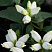 Хелоне косая 'Alba' (Chelone obliqua 'Alba')
