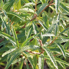 Облепиха 'Алей' (Hippophae 'Aley')