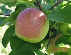 Яблоня домашняя 'Орловское полосатое' (Malus domestica 'Орловское полосатое')
